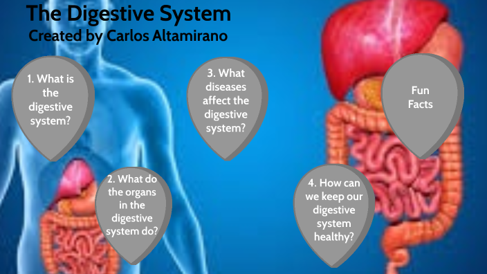 Digestive System by Carlos Altamirano on Prezi