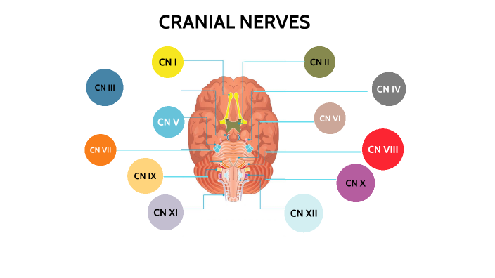 CRANIAL NERVES PROJECT by Clayde Vassallo Schreiber on Prezi