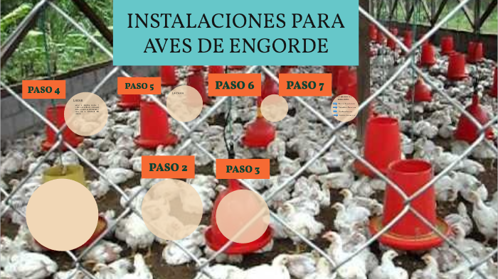 INSTALACIONES PARA AVES DE ENGORDE by Evelyn Alvizures