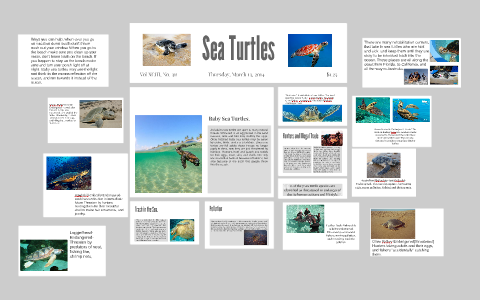 Sea Turtles by Kendall Lawrence on Prezi