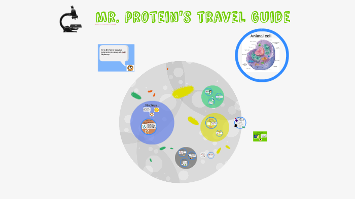 travel brochure for animal cell