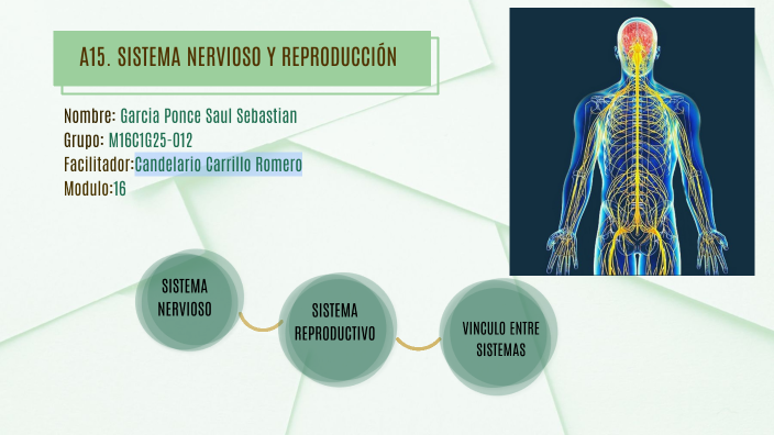 Relaci N De Los Sistemas Nerviosos Y Reproductivo By Sebastian Ponce On