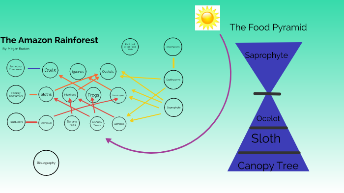 The Amazon Rainforest Food Web By Megan Buxton On Prezi Next