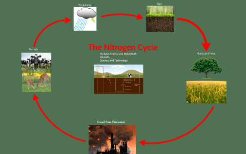 Nitrogen Cycle by Sean Conroy on Prezi