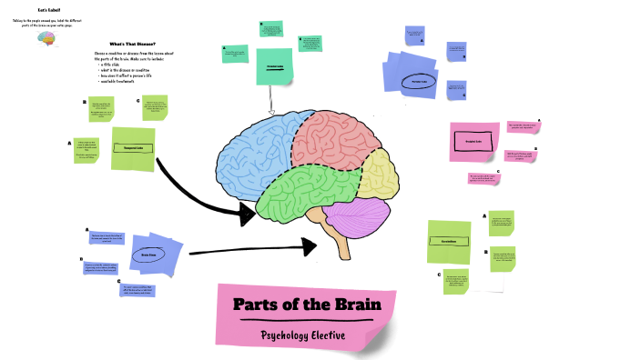 Parts of the Brain by Gabrielle Kohl on Prezi