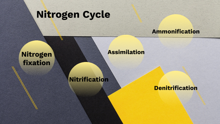 Nitrogen Cycle by Hasnain Riasat on Prezi