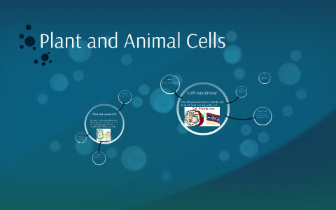 Plant and Animal Cells by hannah cleveland on Prezi
