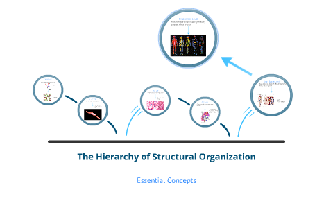 The Hierarchy of Structural Organization by Mackenzie Mills on Prezi