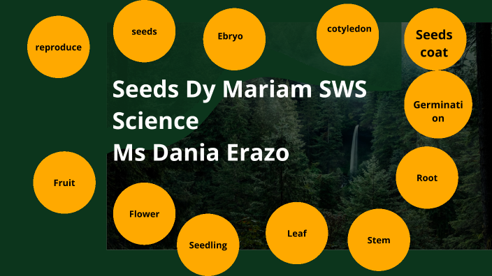 seeds by Mariam Pineda on Prezi