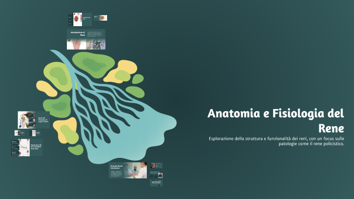 Reparti Renea Anatomia e Fisiologia del Rene by gaia pezzella on Prezi