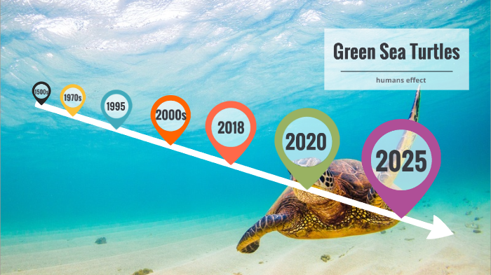 green sea turtle by Emily Barnes on Prezi