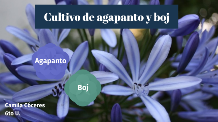 Cultivo de Agapanto y Boj by Camila Coceres on Prezi Next