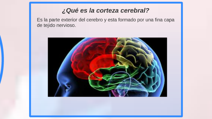 Areas Funcionales De La Corteza Cerebral By Crisstibelth Mych On Prezi