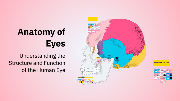 Anatomy of Eyes by ARUNIKA S S on Prezi