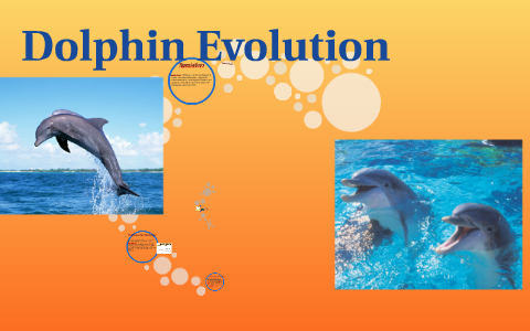 Dolphin Evolution by Alexia Medellin on Prezi