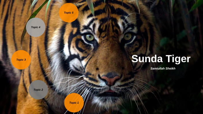 sunda-tiger-samiullah-sheikh-by-samiullah-sheikh-on-prezi