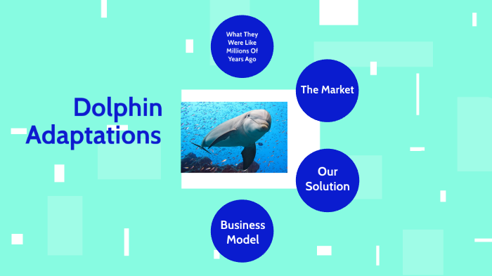 Dolphin Adaptations by Jack Williams
