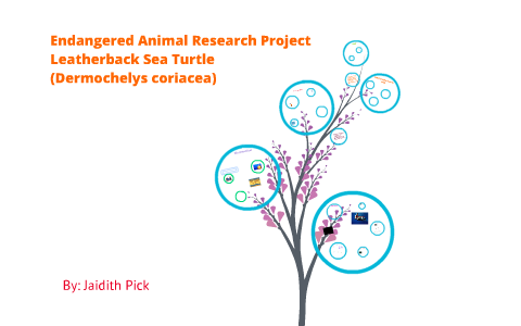 Endangered Leatherback Sea Turtle by Jaidith P on Prezi
