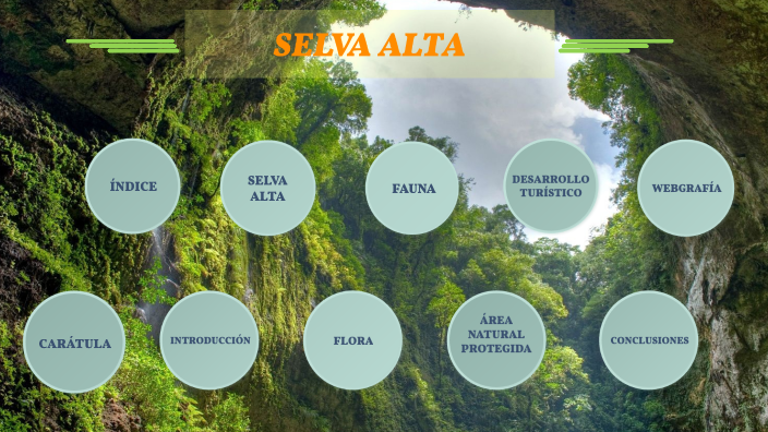 selva-alta-by