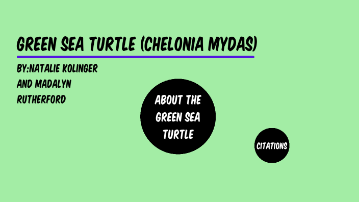 Green Sea Turtle by Madalyn Rutherford on Prezi