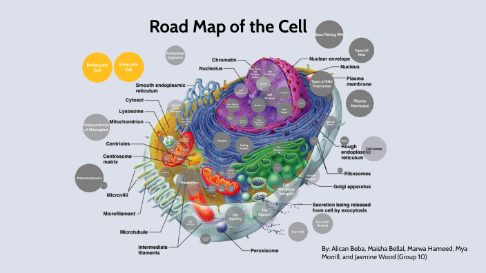 Map of the Cell by Marwa Hameed on Prezi