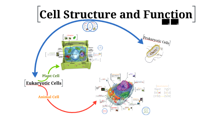 Cell structure and function by Ellen Turck on Prezi