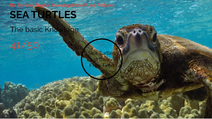 SEA TURTLES by Nicole Mack on Prezi