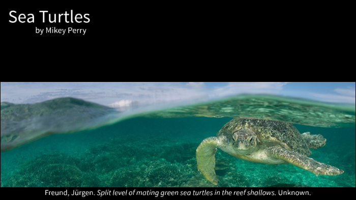 Sea Turtle Presentation by Mikey Perry on Prezi