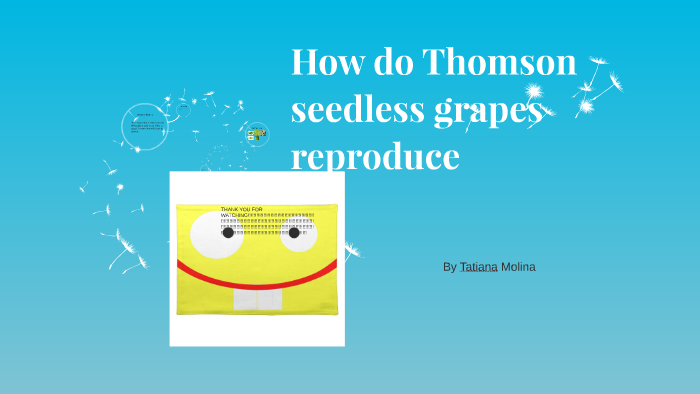 How do Thomson seedless grapes reproduce by Edwin Molina