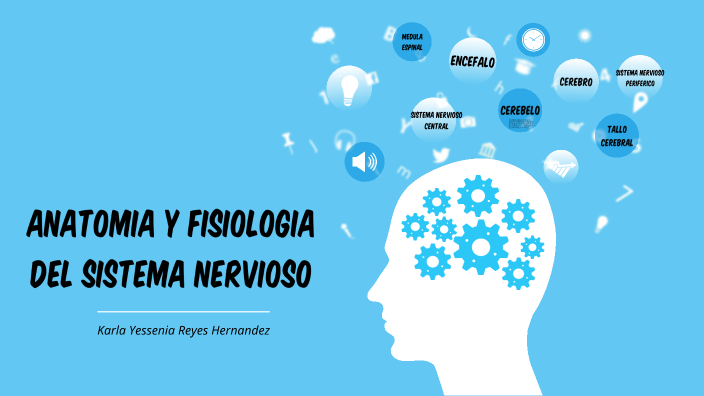 Anatomia y fisiologia del sistema nervioso by Karla Reyes