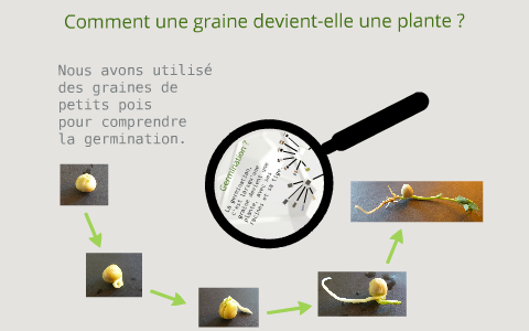 La germination d'une graine by CE1b STEX on Prezi