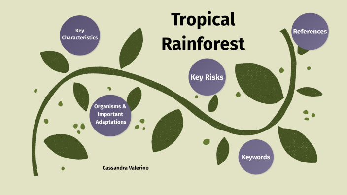 Tropical Rainforests By Cassandra Valerino 5975