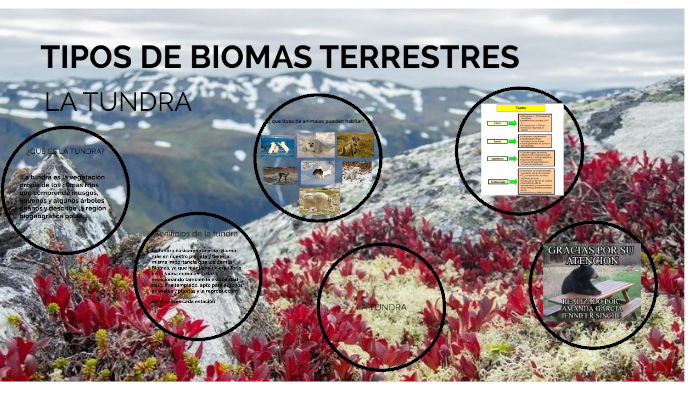 árboles enanos de la tundra ártica