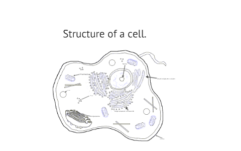 Animal cell structure by Sam Bonsall on Prezi