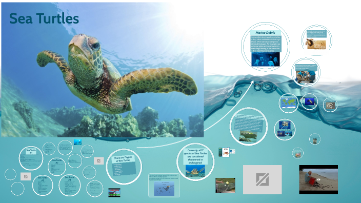 Sea Turtles (4th) by Laura Fackler on Prezi