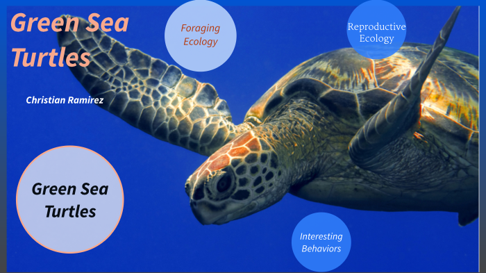 sea turtle by Christian Ramirez on Prezi
