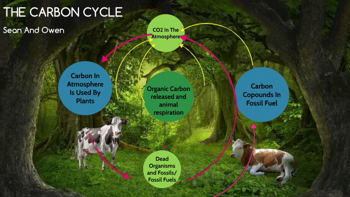 carbon cycle by Sean Butt on Prezi