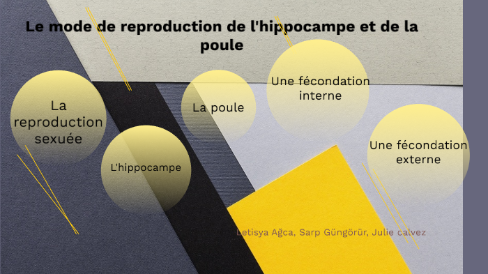 fécondation externe