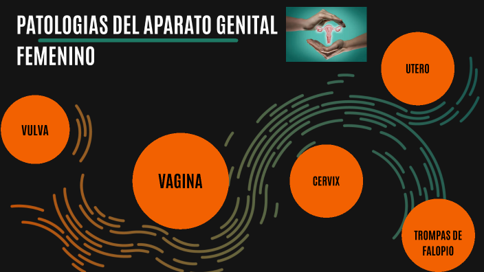 APARATO GENITAL FEMENINO By FERNANDO SERRUDO GUTIERREZ On Prezi