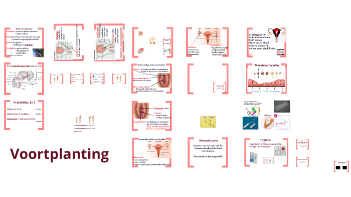 Geslachtsdelen 2017 By Katia De Prins On Prezi geslachtsdelen-2017-by-katia-de-prins-on-prezi