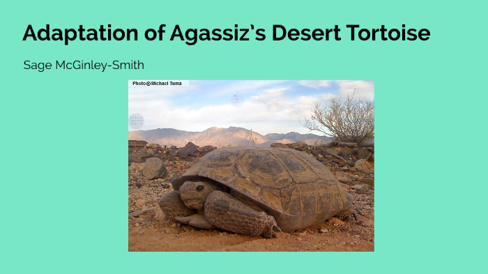 adaptation of Agassiz’s desert tortoises by Sage McGinley-Smith on Prezi