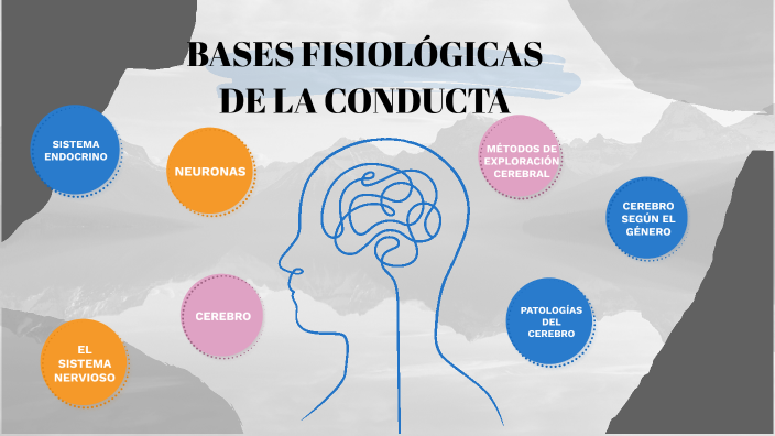 Bases fisiológicas de la conducta by Berta Gutiérrez Saiz on Prezi