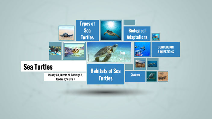 Sea Turtles by Makayla Rachel Finger on Prezi