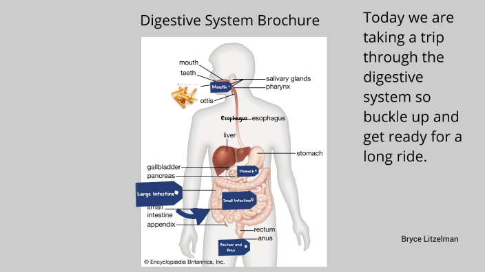 create a travel brochure of the digestive system