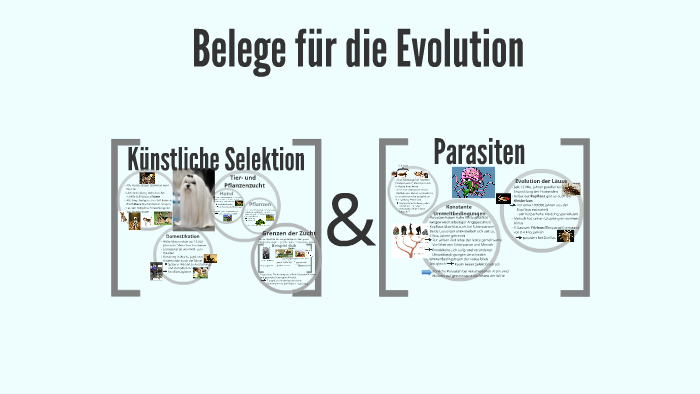 Belege fr die Evolution by Ronja M. on Prezi