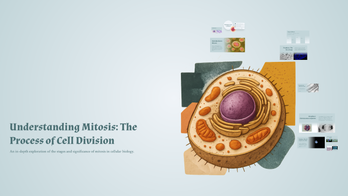 Understanding Mitosis: The Process of Cell Division by Lynbelle Rose ...