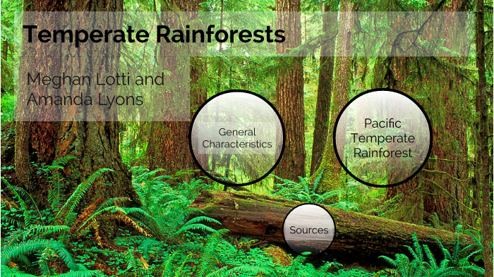 Temperate Rainforest by Meghan Lotti