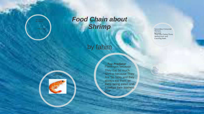 where are people in the shrimp food chain