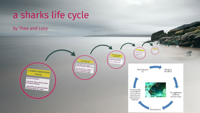 a sharks life cycle by thea buckman on Prezi