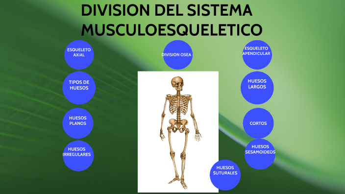 Division Del Sistema Musculoesqueletico By Luis Marin On Prezi